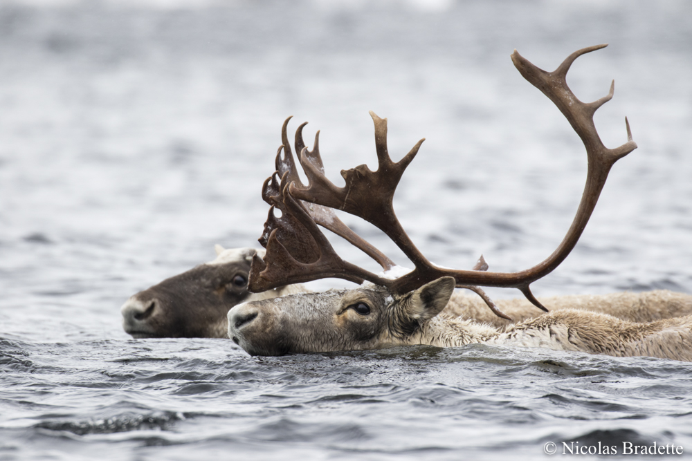 Boreal caribou swimming through open water