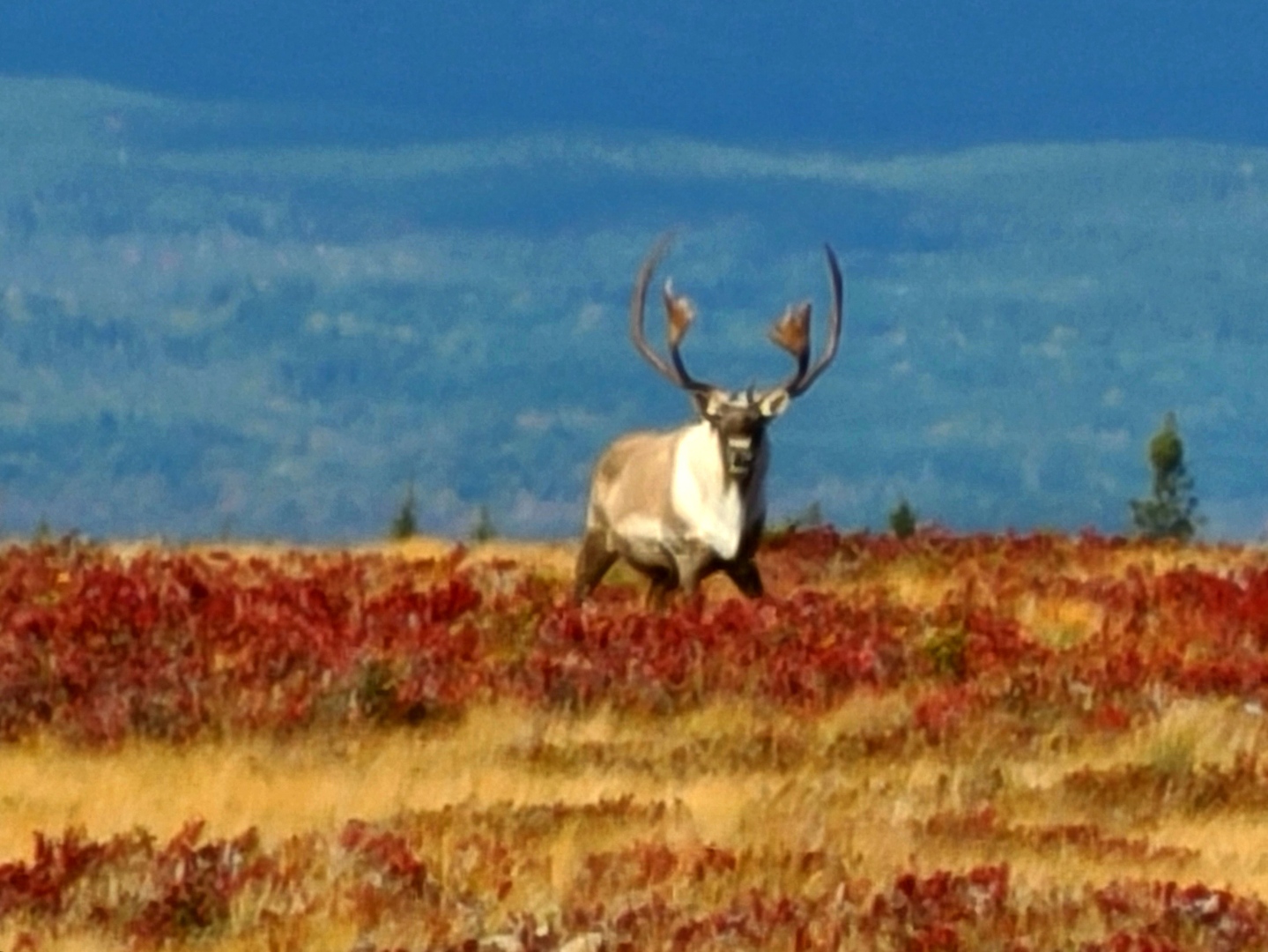 Project photo: A time-series assessment of habitat and connectivity for caribou in Newfoundland and Labrador Project photo: A time-series assessment of habitat and connectivity for caribou in Newfoundland and Labrador
