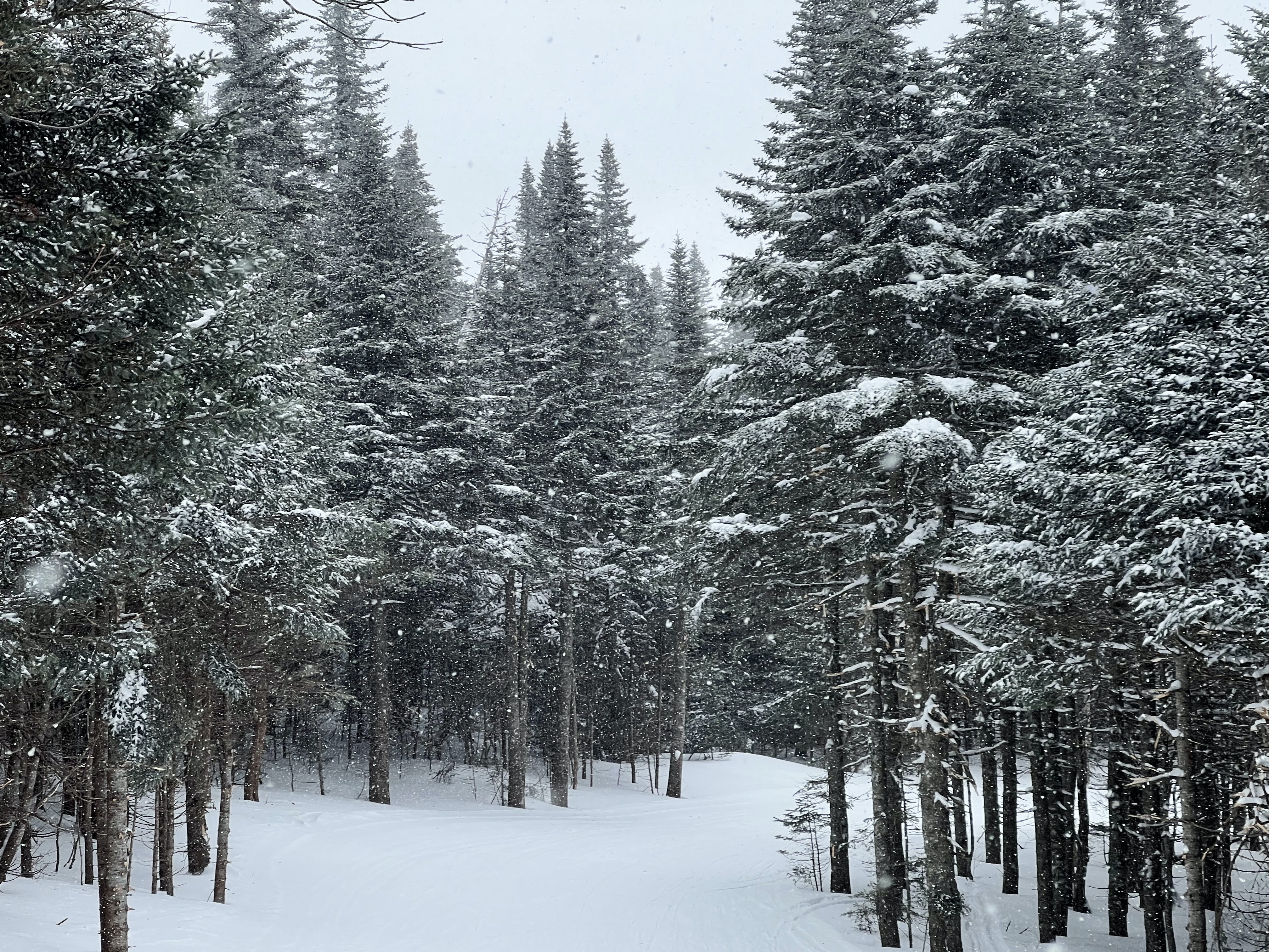 forest scene with snow on the ground