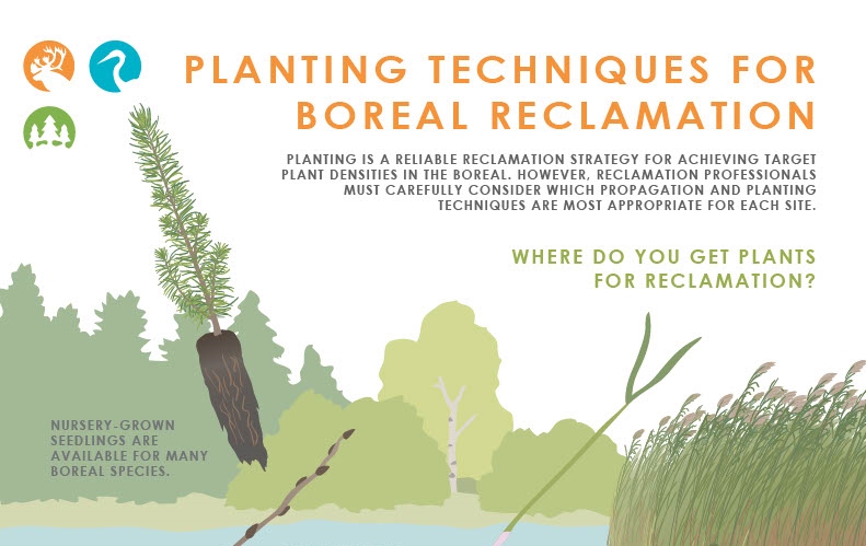 Planting Techniques for Boreal Reclamation | Canadian Conservation