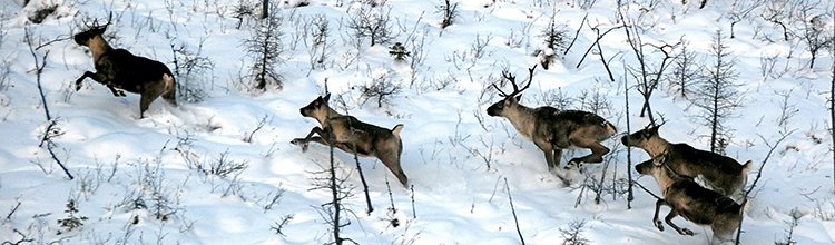 Website photo for Caribou conservation engagement- 5 caribou running in snow