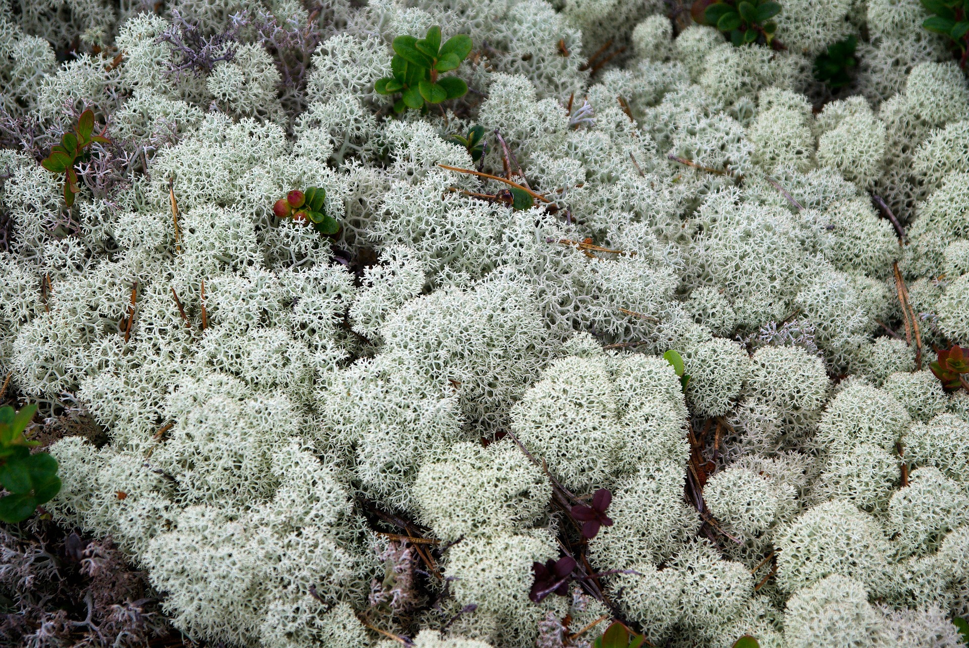 lichen lichen