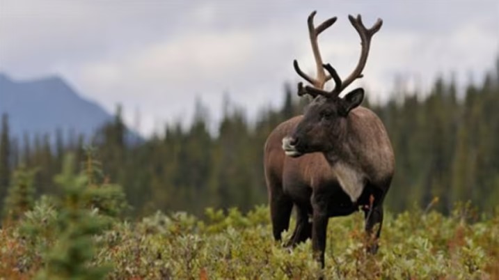 Caribou