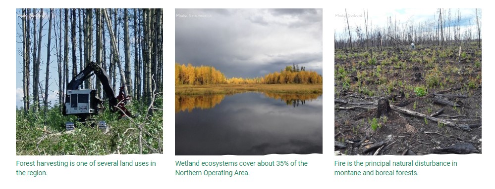 ABMI Norbord report