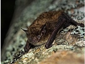 WildTrax bat
