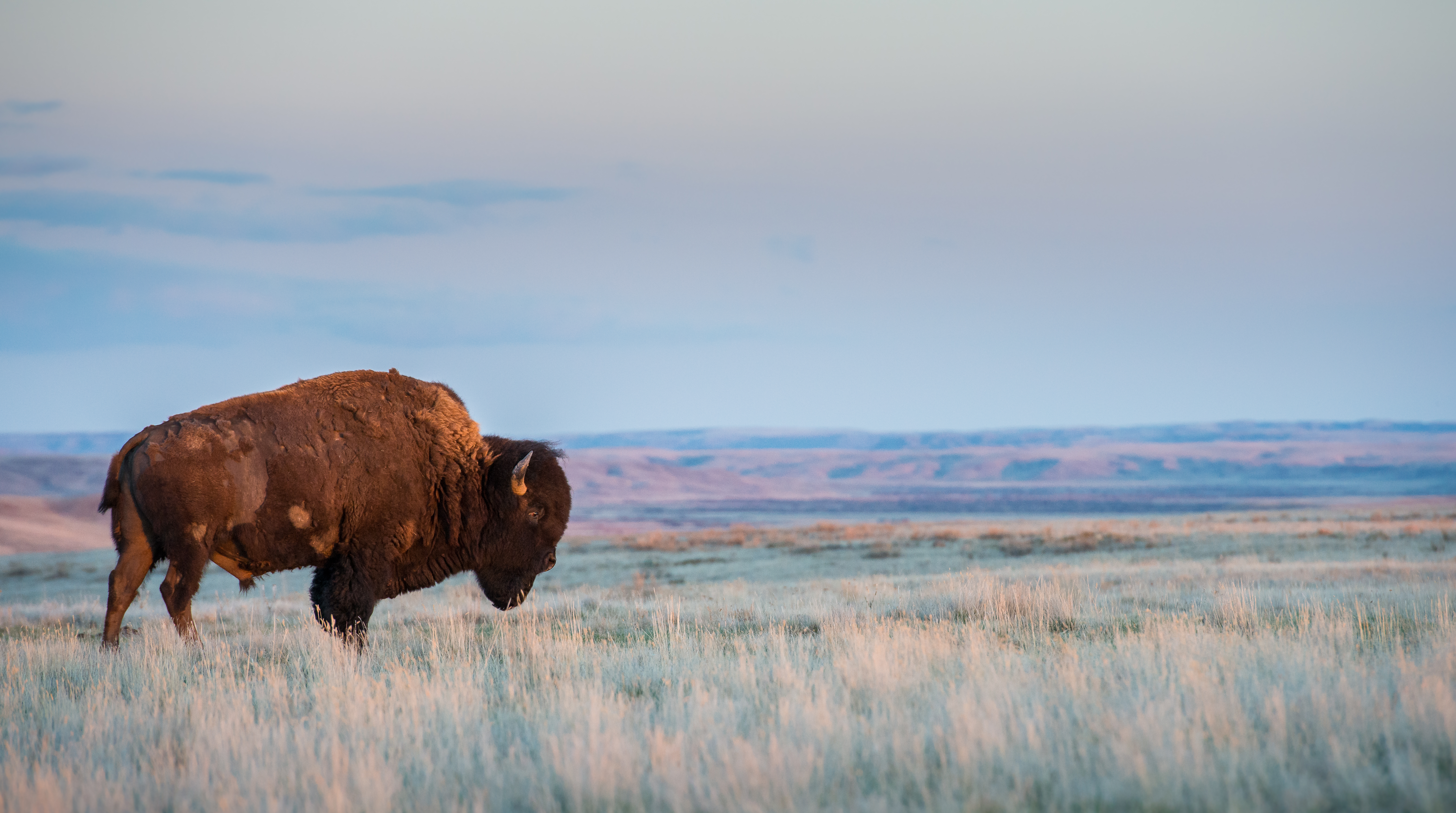 Bison by Jillian Cooper