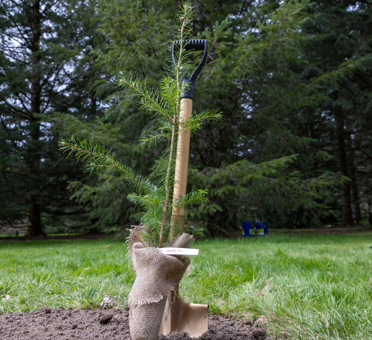BC plants 10 billionth tree