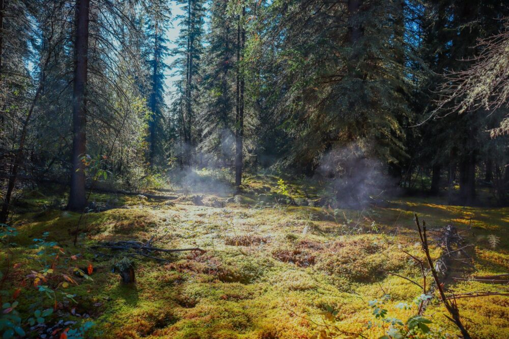 Steamy boreal swamp Steamy boreal swamp