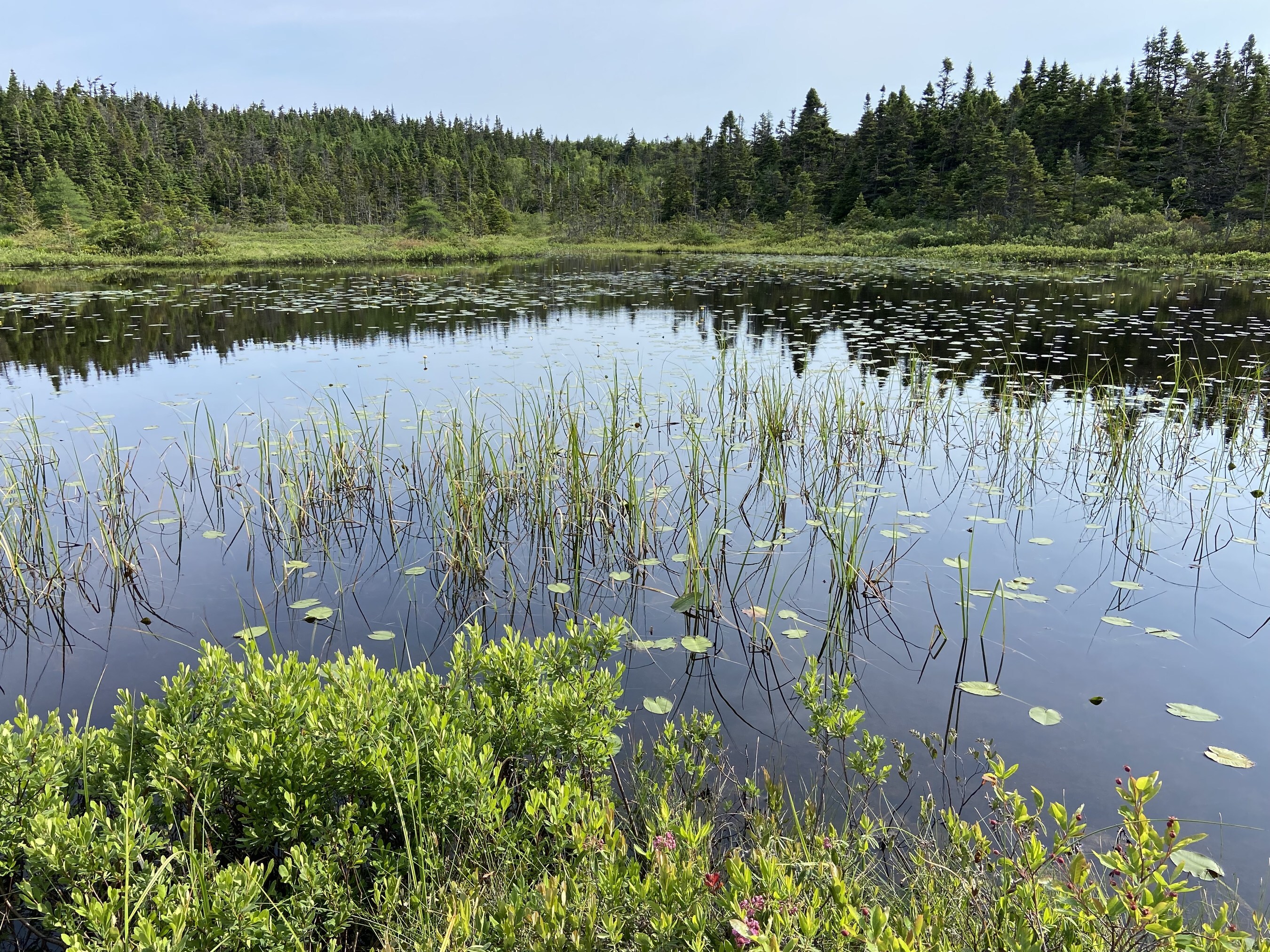 CNW Group/Ducks Unlimited Canada Wetland in St. John's NL