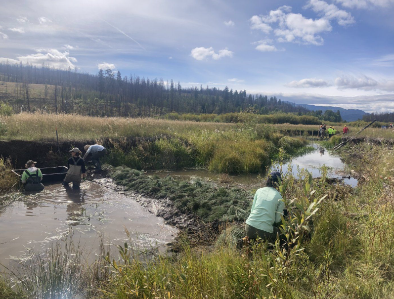 Manmade Beaver Dam