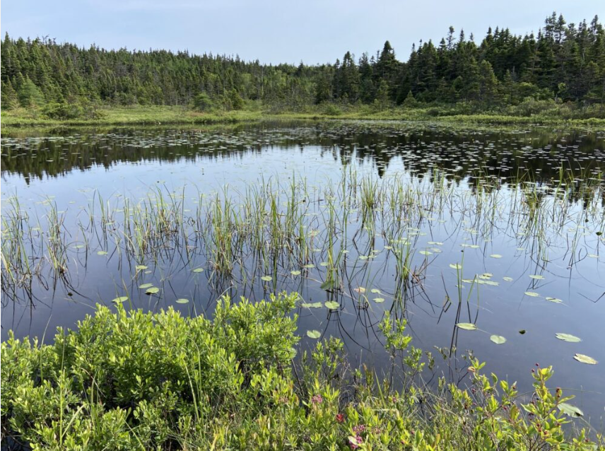 Wetland