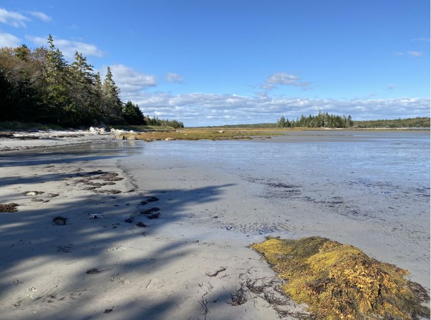 Salt Marsh