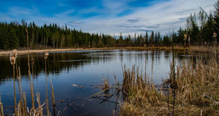 Wetland