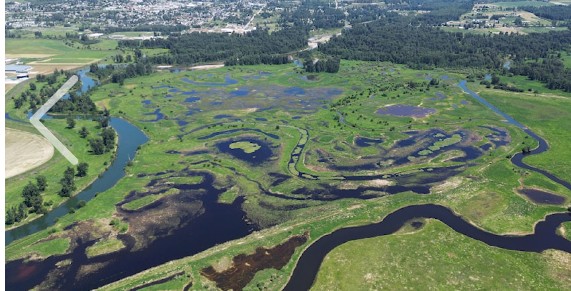 Lower Kootenay wetland restoration