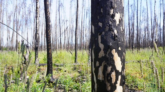 Fire affected site