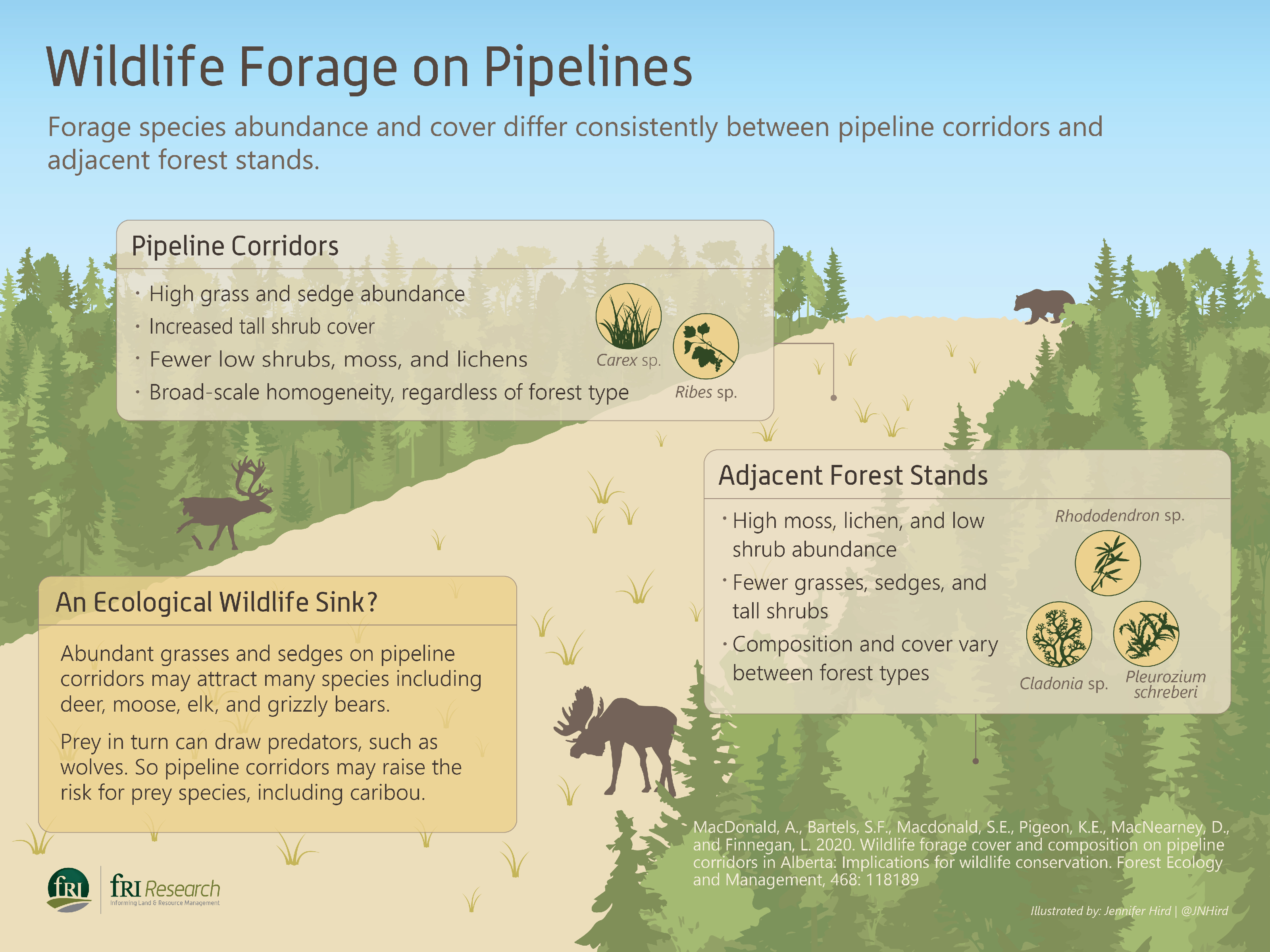 Wildlife forage on pipelines