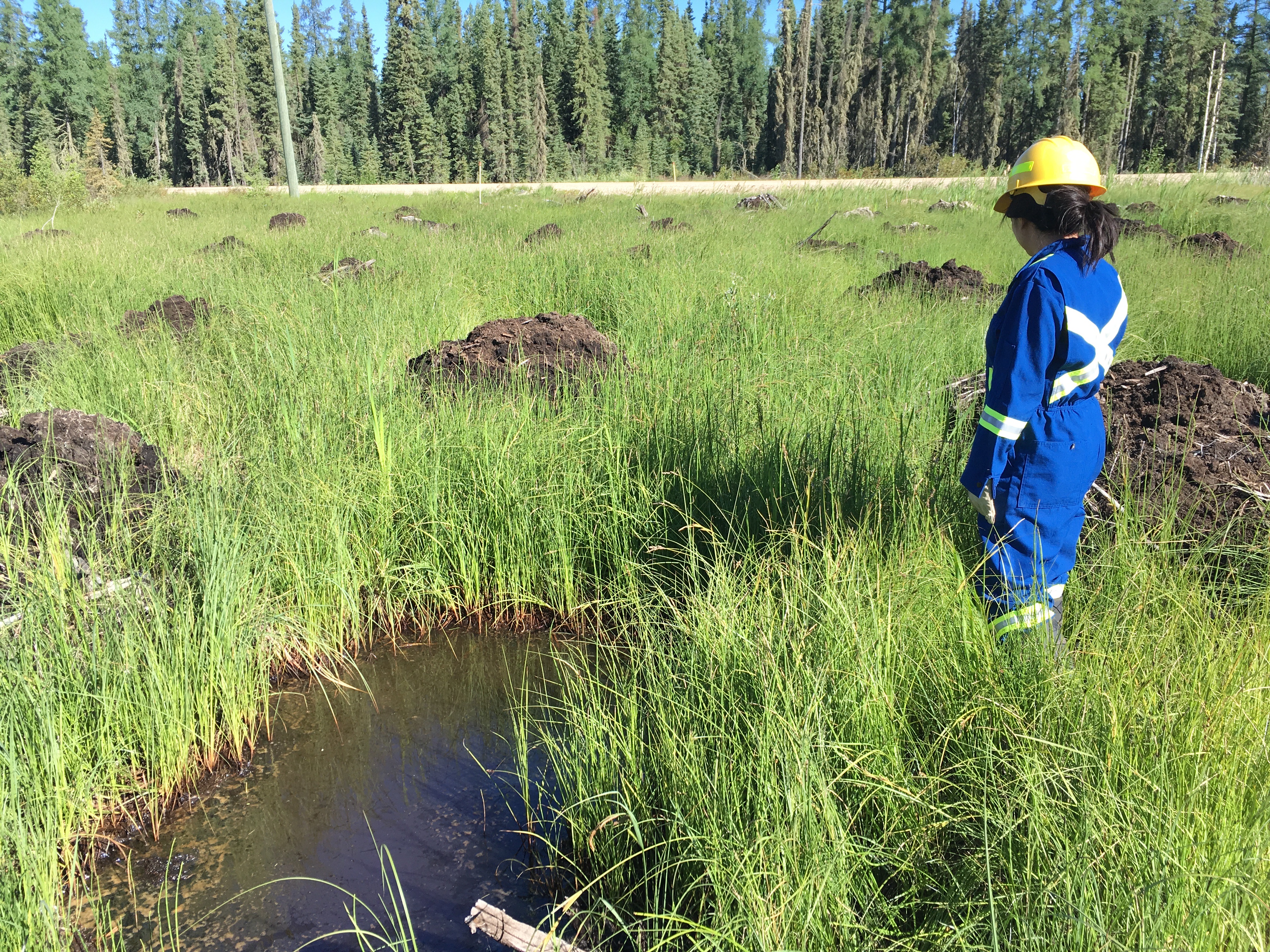 Restoration field site