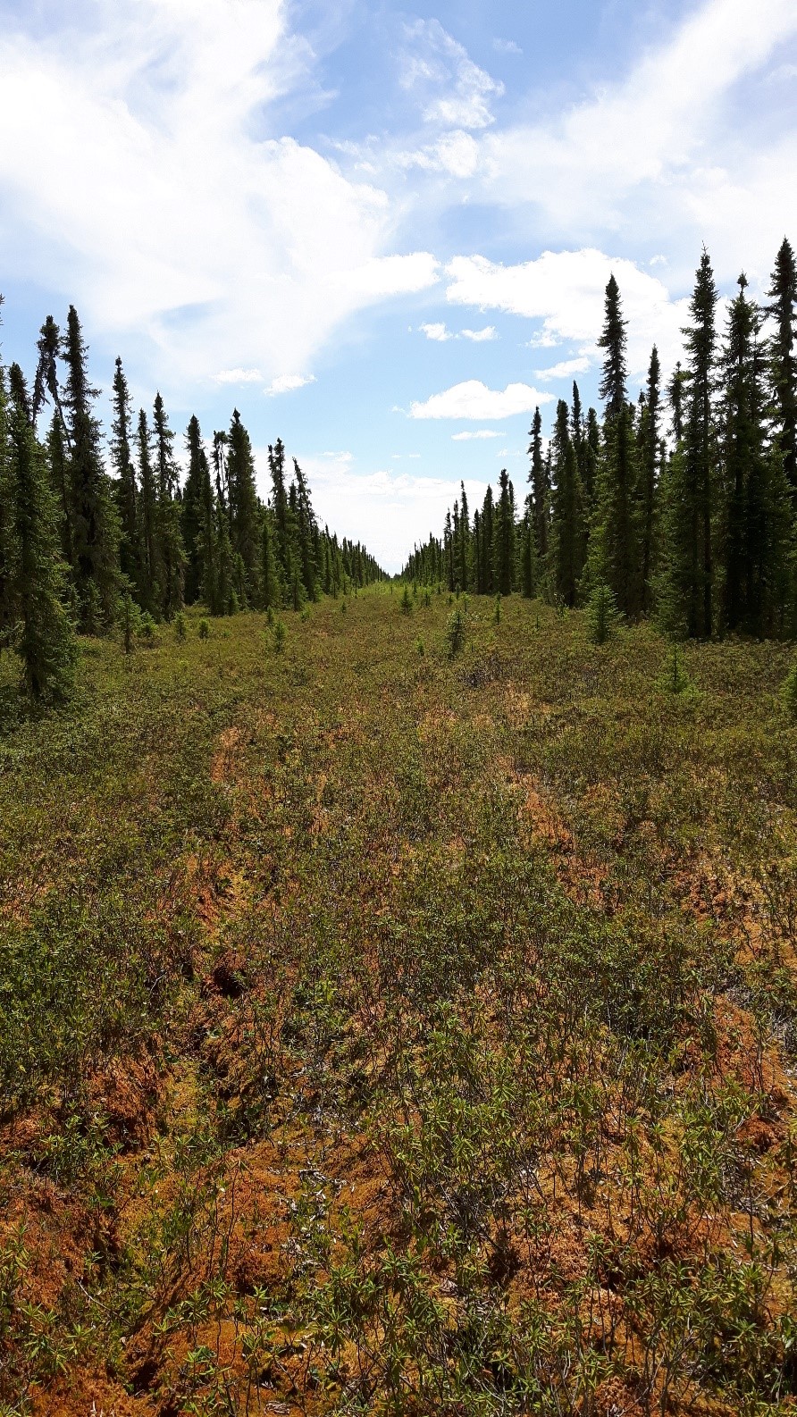 Seismic line in peatlands of northern Alberta