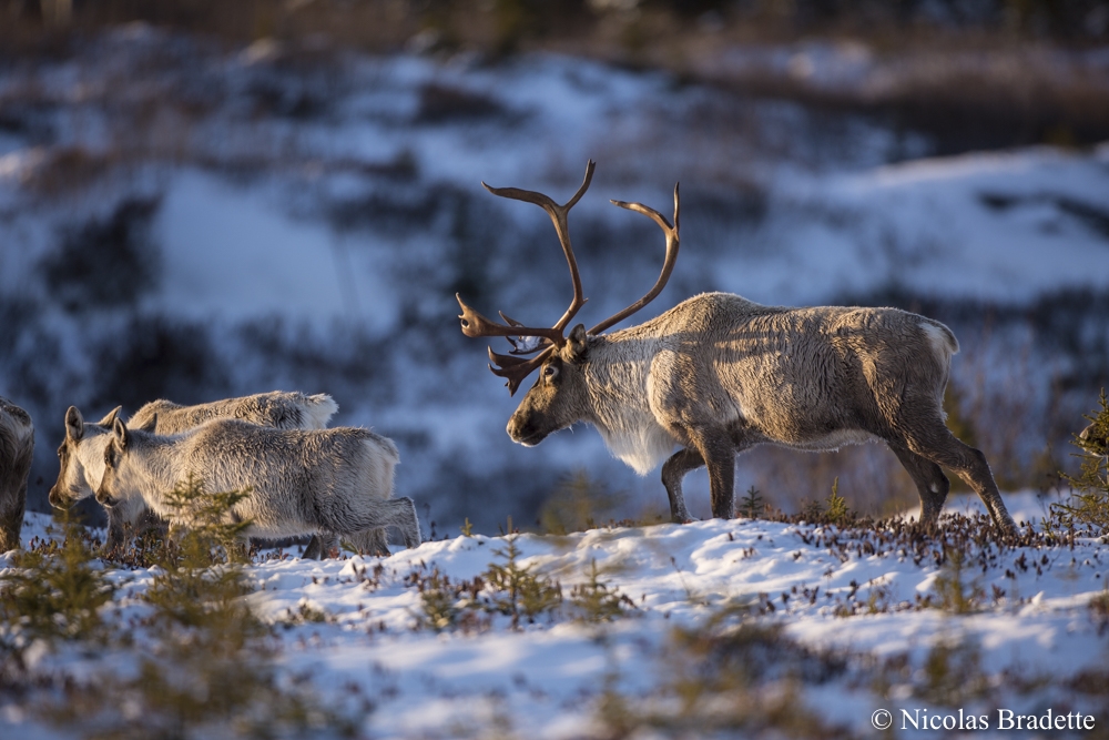 Boreal Caribou