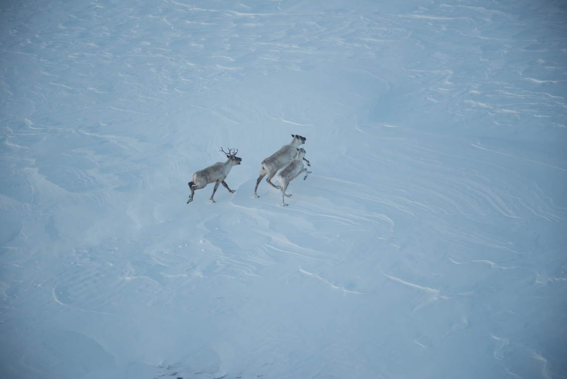 Project photo: Monitoring of the Torngat Mountains Caribou Her Project photo: Monitoring of the Torngat Mountains Caribou Herd