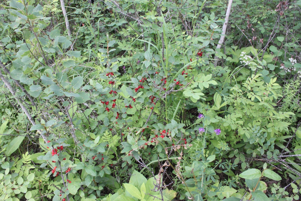 buffaloberry shrub