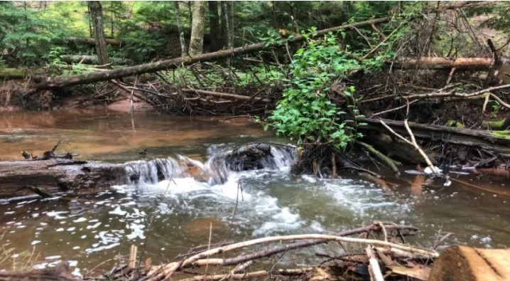 Photo Credit: Brittany Spencer/CBC Site photo Macphail Woods