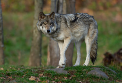 Image shows a wolf in a forest