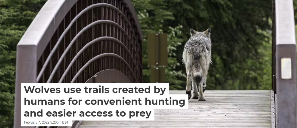 Cover of Conversation article-Wolves use trails created by humans for convenient hunting and easier access to prey