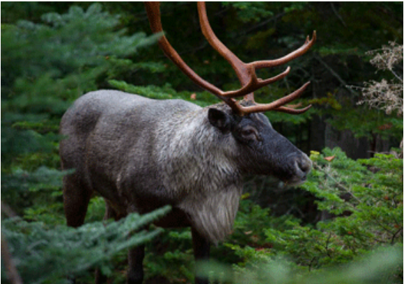 Photo of caribou