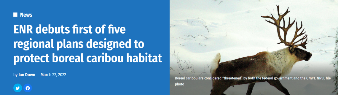 Cover image-ENR debuts first of five regional plans designed to protect boreal caribou habitat