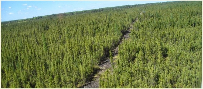 Seismic line