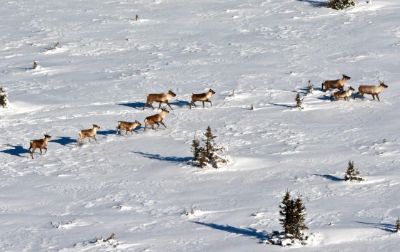Image of caribou in snow from cover of draft report