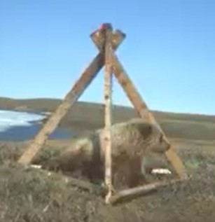 Grizzly bear captured on camera
