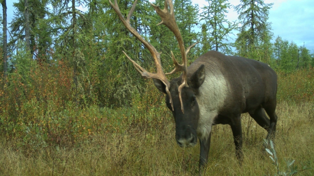 Caribou in Alberta
