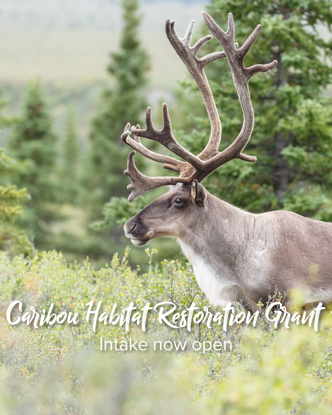 Caribou Habitat Restoration Fund