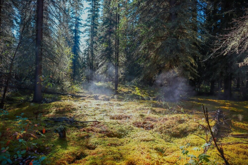 Steamy boreal swamp Steamy boreal swamp