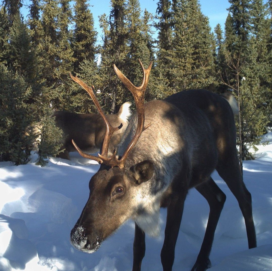 Caribou in snow