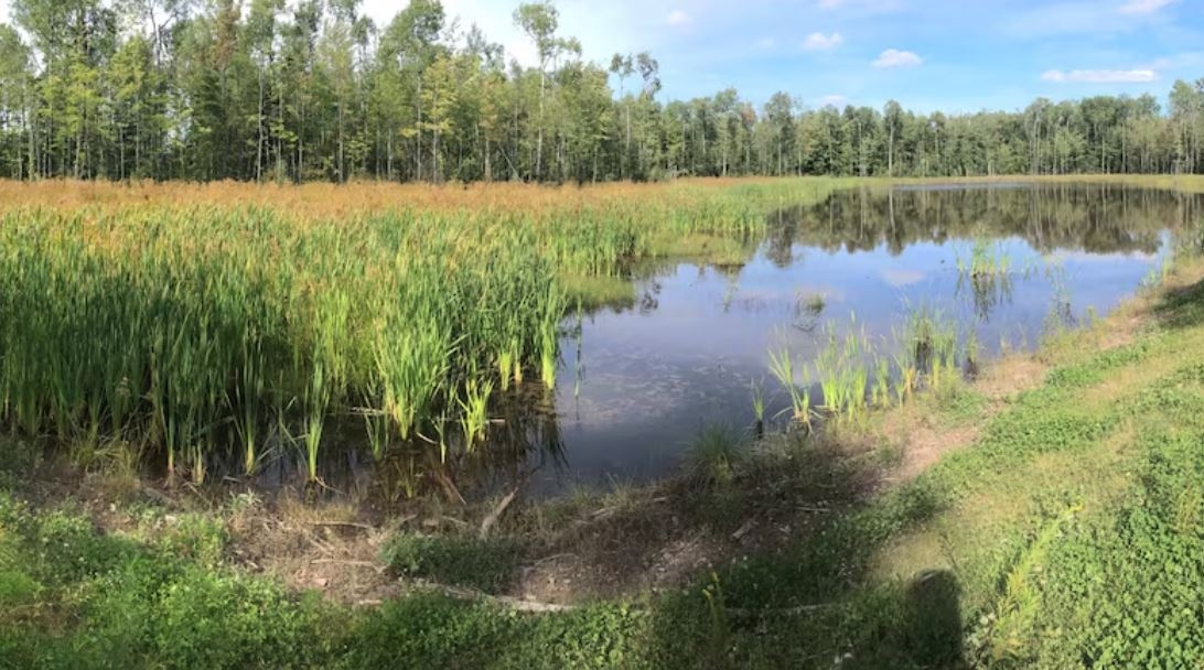 Wetland