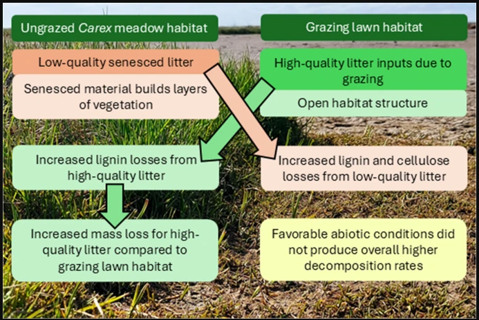 Goose herbivory effects on early-stage litter decomposition in coastal Alaskan wetlands