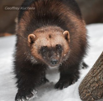 ABMI Oil Sands Wolverine