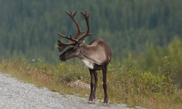Caribou on Road