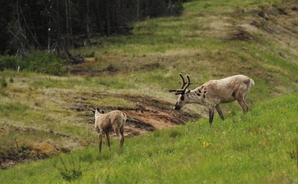 Project photo: Natal habitat preference induction in large mammals—Like mother, like child?