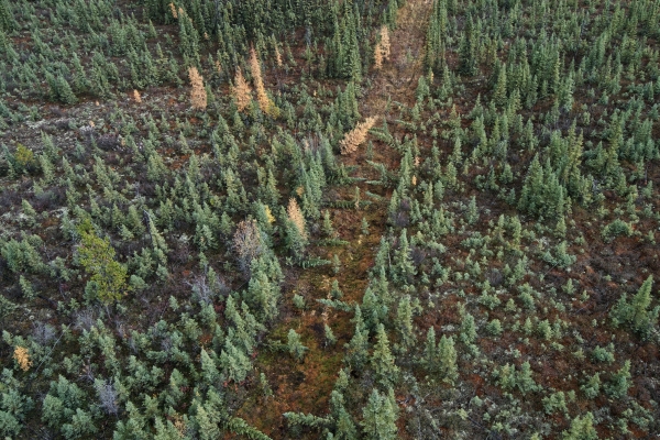 Kotcho Lake restoration Area - FNFN - Ryan Dickie
