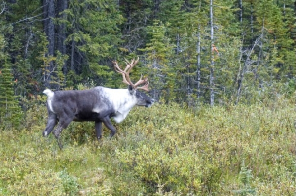 ABMI caribou