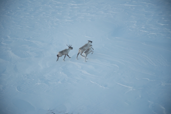 Project photo: Monitoring of the Torngat Mountains Caribou Herd