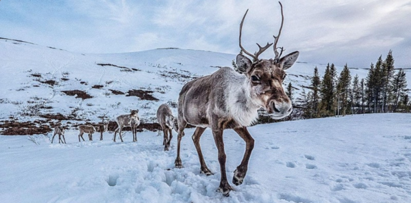 Caribou on snowy landscape