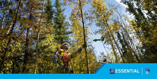 The Changing Landscape of Work in the Forest Sector