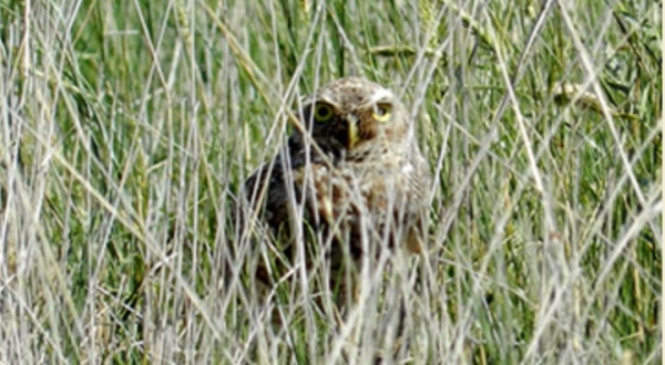 Burrowing owl