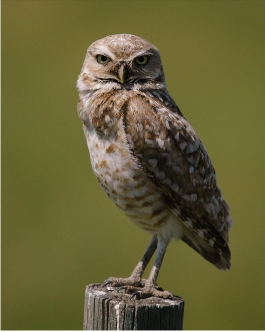 Burrowing owl (Janet Ng)