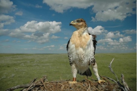 Ferruginous hawk (Janet Ng)